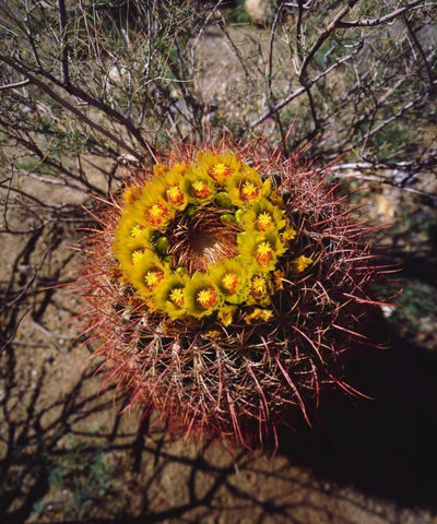 California, Anza-Borrego Barrel Cactus flowers Black Ornate Wood Framed Art Print with Double Matting by Talbot Frank, Christopher