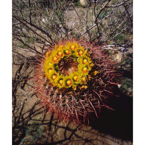 California, Anza-Borrego Barrel Cactus flowers Black Modern Wood Framed Art Print with Double Matting by Talbot Frank, Christopher