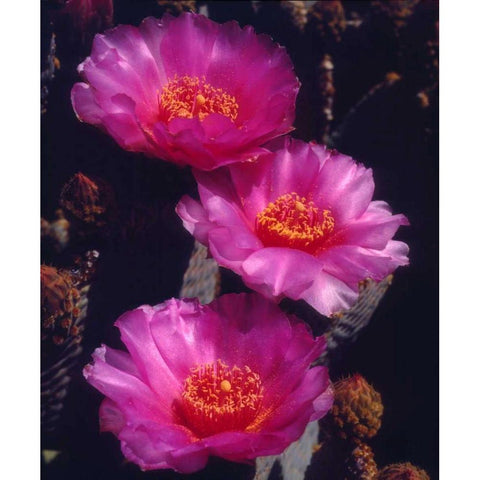 California, Anza-Borrego Desert Beavertail Cacti Black Modern Wood Framed Art Print by Talbot Frank, Christopher