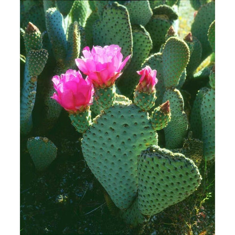 California, Anza-Borrego Desert Beavertail Cacti Black Modern Wood Framed Art Print by Talbot Frank, Christopher