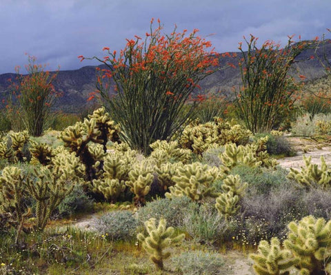 CA, Anza-Borrego Blooming Ocotillo and Cholla White Modern Wood Framed Art Print with Double Matting by Talbot Frank, Christopher