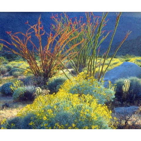 California, Anza-Borrego Blooming Ocotillo White Modern Wood Framed Art Print by Talbot Frank, Christopher