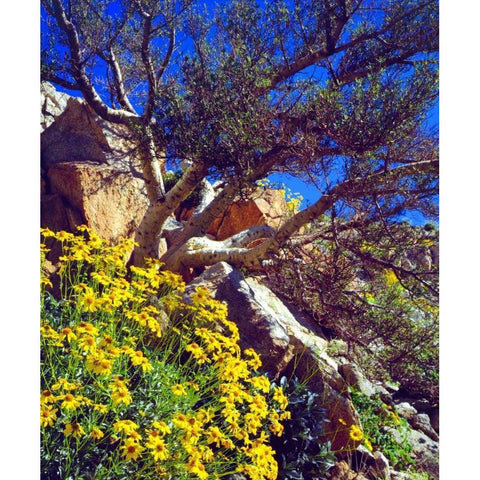 CA, Anza-Borrego Brittlebush and Elephant Tree Black Modern Wood Framed Art Print by Talbot Frank, Christopher