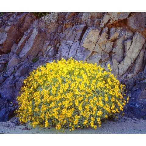 California, Anza-Borrego Brittlebush flowers White Modern Wood Framed Art Print by Talbot Frank, Christopher