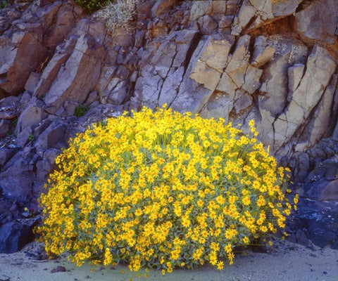 California, Anza-Borrego Brittlebush flowers White Modern Wood Framed Art Print with Double Matting by Talbot Frank, Christopher