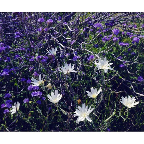 CA, Anza-Borrego Chicory and Phacelia flowers White Modern Wood Framed Art Print by Talbot Frank, Christopher