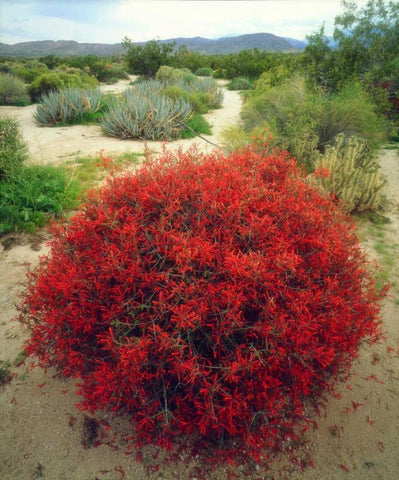 California, Anza-Borrego Chuparosa flowers White Modern Wood Framed Art Print with Double Matting by Talbot Frank, Christopher