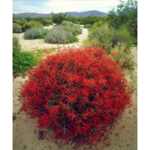 California, Anza-Borrego Chuparosa flowers White Modern Wood Framed Art Print by Talbot Frank, Christopher