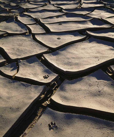 CA, Anza-Borrego Footprints in Cracked Mud White Modern Wood Framed Art Print with Double Matting by Talbot Frank, Christopher