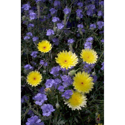 CA, Anza-Borrego Desert Dandelion and Phacelia White Modern Wood Framed Art Print by Talbot Frank, Christopher