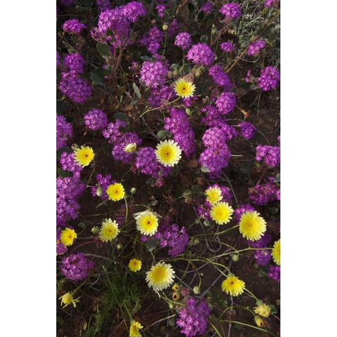 CA, Anza-Borrego Desert wildflowers Gold Ornate Wood Framed Art Print with Double Matting by Talbot Frank, Christopher