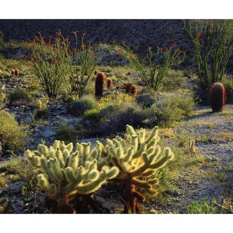 CA, Anza-Borrego Cactus with Ocotillo plants Black Modern Wood Framed Art Print by Talbot Frank, Christopher