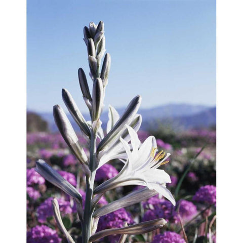 CA, Anza-Borrego Desert Lily and San Verbena Black Modern Wood Framed Art Print with Double Matting by Talbot Frank, Christopher