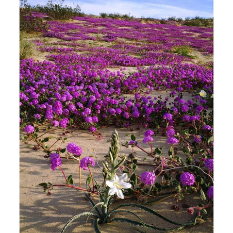 CA, Anza-Borrego Desert Lily and Sand Verbena Gold Ornate Wood Framed Art Print with Double Matting by Talbot Frank, Christopher