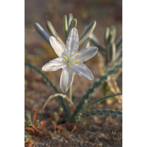 California, Anza-Borrego Desert Lily flowers Gold Ornate Wood Framed Art Print with Double Matting by Talbot Frank, Christopher