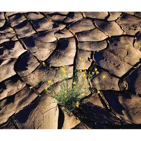 CA, Anza-Borrego Desert Poppy in cracked mud White Modern Wood Framed Art Print by Talbot Frank, Christopher