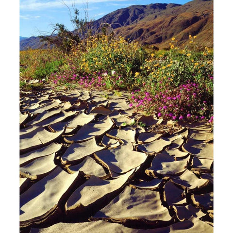 CA, Anza-Borrego Desert Poppy in cracked mud Black Modern Wood Framed Art Print by Talbot Frank, Christopher