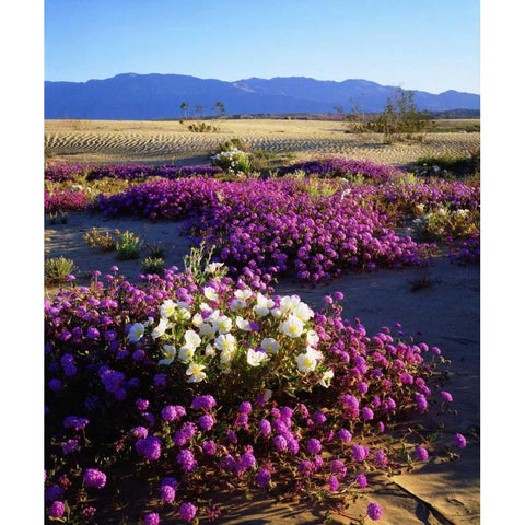 California, Anza-Borrego Desert Desert Poppies Black Modern Wood Framed Art Print by Talbot Frank, Christopher