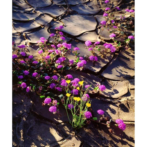 California, Anza-Borrego Desert Desert Poppies Black Modern Wood Framed Art Print by Talbot Frank, Christopher