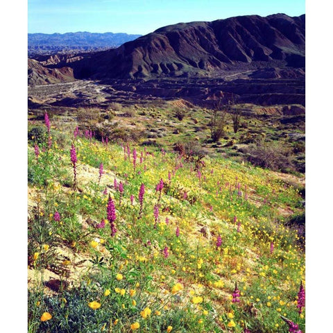 California, Anza-Borrego Desert Desert Poppies Black Modern Wood Framed Art Print by Talbot Frank, Christopher