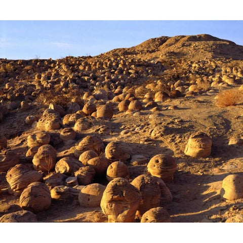 California, Anza-Borrego Desert Pumpkin Patch Black Modern Wood Framed Art Print with Double Matting by Talbot Frank, Christopher
