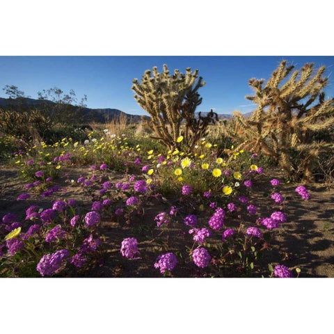 CA, Anza-Borrego Desert flowers and Cholla Black Modern Wood Framed Art Print by Talbot Frank, Christopher