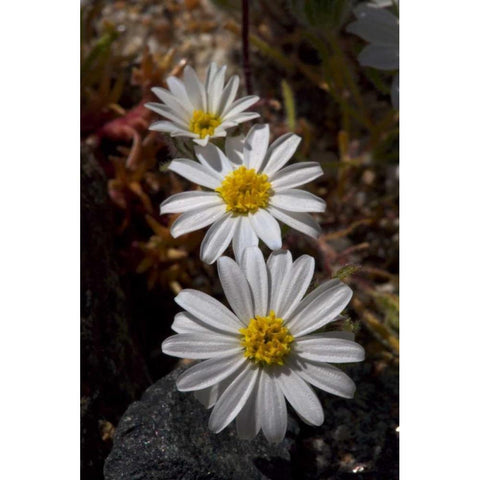California, Anza-Borrego Desert Star flowers Black Modern Wood Framed Art Print by Talbot Frank, Christopher