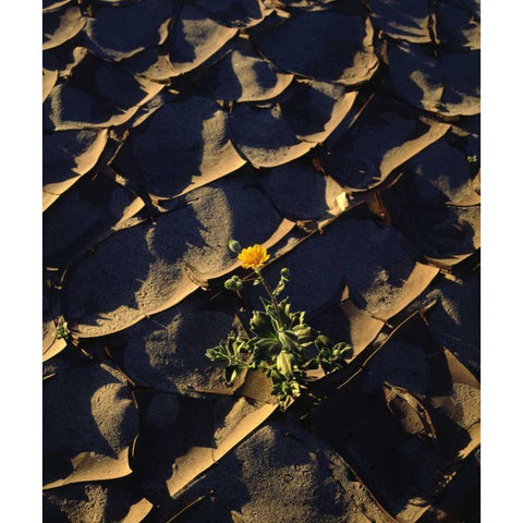 CA, Anza-Borrego Desert Sunflower in Cracked Mud Black Modern Wood Framed Art Print by Talbot Frank, Christopher