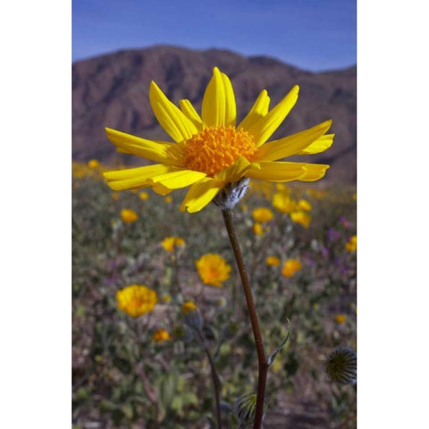 California, Anza-Borrego Desert Sunflowers Black Modern Wood Framed Art Print by Talbot Frank, Christopher