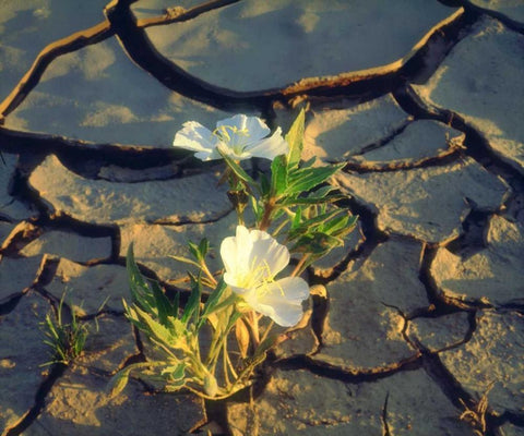 CA, Anza-Borrego Dune Primrose in Cracked Mud White Modern Wood Framed Art Print with Double Matting by Talbot Frank, Christopher