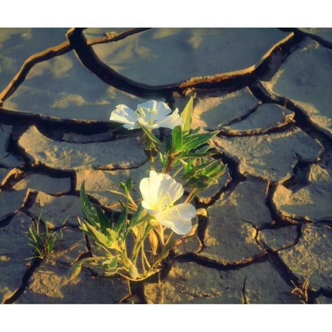 CA, Anza-Borrego Dune Primrose in Cracked Mud Black Modern Wood Framed Art Print by Talbot Frank, Christopher