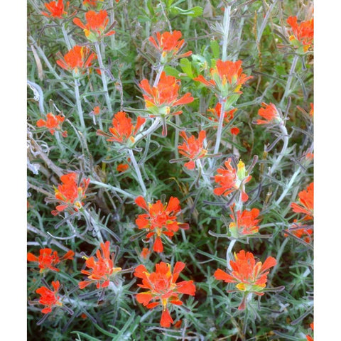 California, Anza-Borrego Indian Paintbrush Black Modern Wood Framed Art Print by Talbot Frank, Christopher