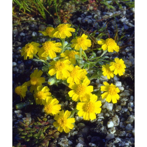 CA, Anza-Borrego Morning Dew on Daisy flowers Black Modern Wood Framed Art Print with Double Matting by Talbot Frank, Christopher