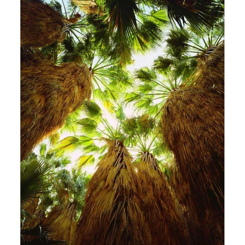 California, Anza-Borrego Desert Fan Palm trees White Modern Wood Framed Art Print by Talbot Frank, Christopher