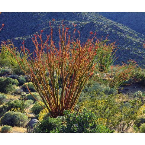 California, Anza-Borrego Ocotillo flowers Black Modern Wood Framed Art Print by Talbot Frank, Christopher