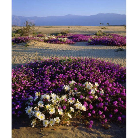 California, Anza-Borrego Desert Desert flowers Black Modern Wood Framed Art Print by Talbot Frank, Christopher