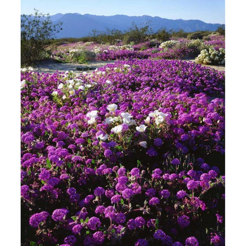 CA, Anza-Borrego Desert wildflowers Black Modern Wood Framed Art Print by Talbot Frank, Christopher