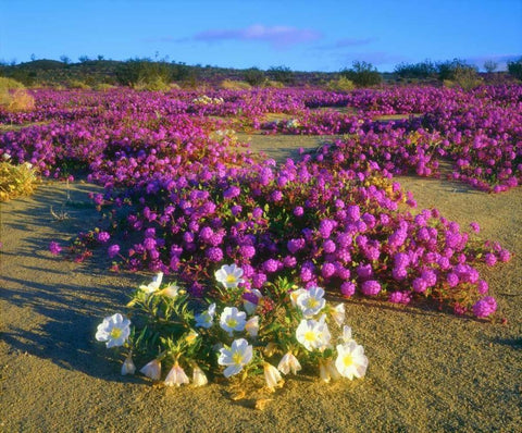 CA, Anza-Borrego Desert wildflowers White Modern Wood Framed Art Print with Double Matting by Talbot Frank, Christopher
