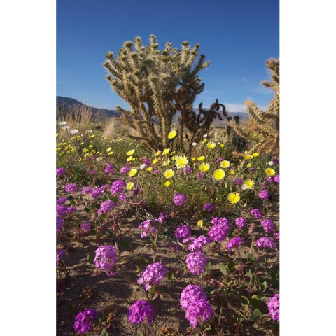 CA, Anza-Borrego Sand Verbena and Cholla Cacti Black Modern Wood Framed Art Print by Talbot Frank, Christopher