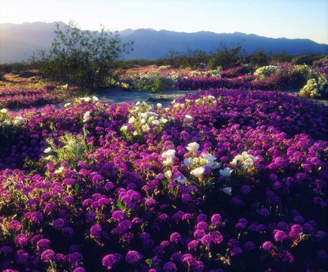 CA, Anza-Borrego Sand Verbena flowers at sunset Black Ornate Wood Framed Art Print with Double Matting by Talbot Frank, Christopher