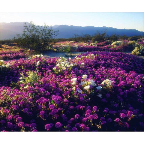 CA, Anza-Borrego Sand Verbena flowers at sunset Black Modern Wood Framed Art Print by Talbot Frank, Christopher