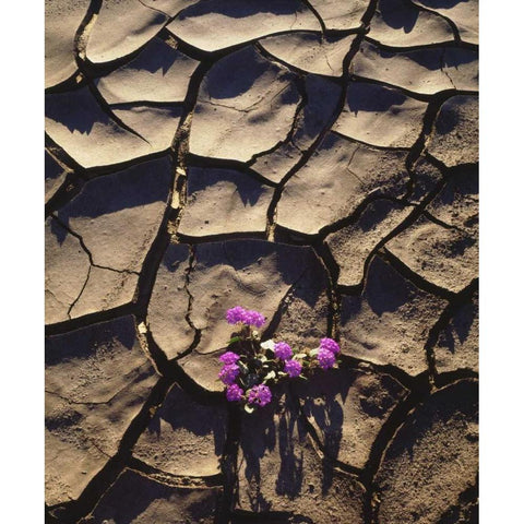 California, Anza-Borrego Desert Sand Verbena Black Modern Wood Framed Art Print by Talbot Frank, Christopher