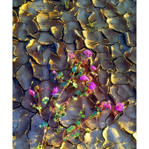 California, Anza-Borrego Desert Sand Verbena Black Modern Wood Framed Art Print by Talbot Frank, Christopher