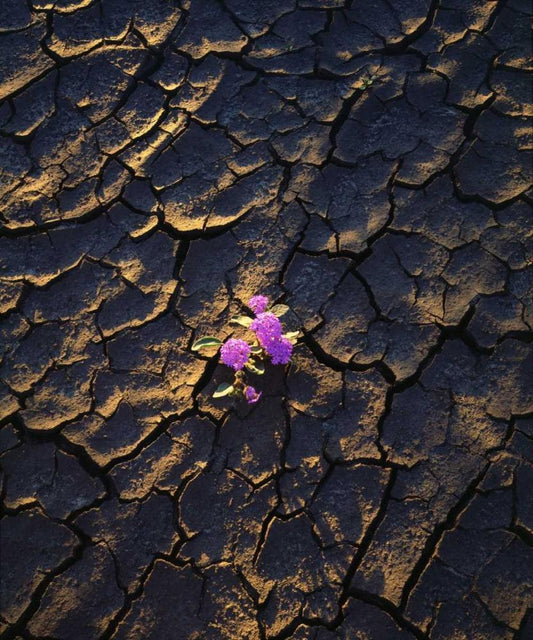 Image Only