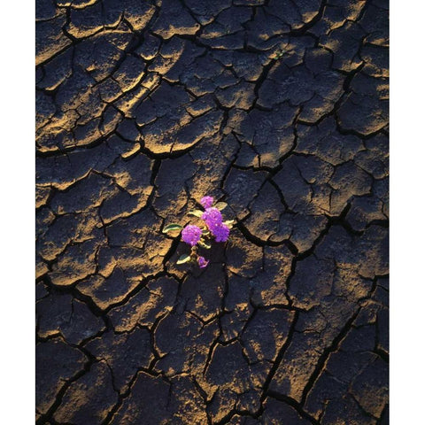 California, Anza-Borrego Desert Sand Verbena Black Modern Wood Framed Art Print by Talbot Frank, Christopher