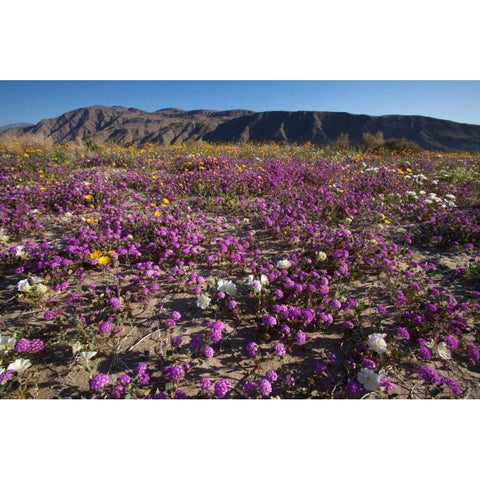 California, Anza-Borrego Desert Sand Verbena Black Modern Wood Framed Art Print by Talbot Frank, Christopher
