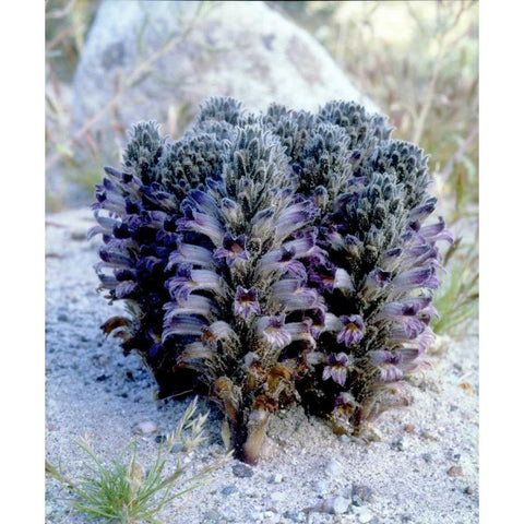 California, Anza-Borrego Spike Broomrape flowers Black Modern Wood Framed Art Print by Talbot Frank, Christopher