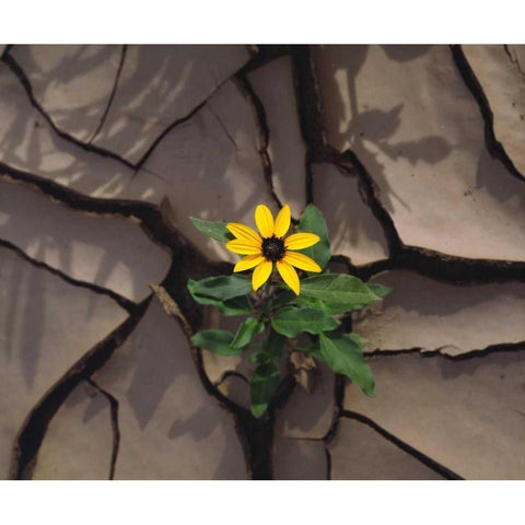 CA, Anza-Borrego Sunflower growing in Mud Black Modern Wood Framed Art Print by Talbot Frank, Christopher