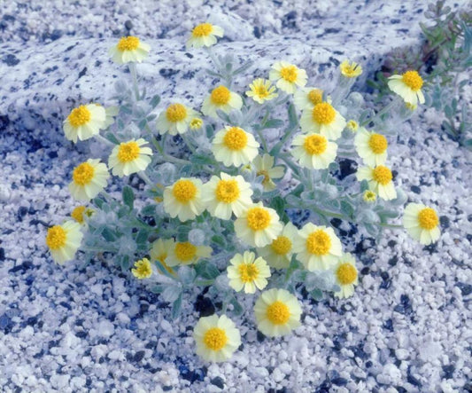 Image Only