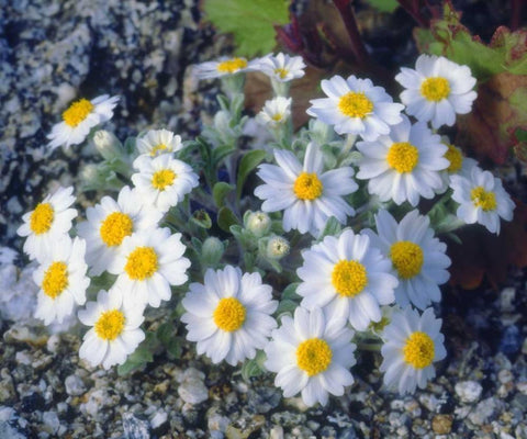 California, Anza-Borrego Desert Woolly Daisy White Modern Wood Framed Art Print with Double Matting by Talbot Frank, Christopher